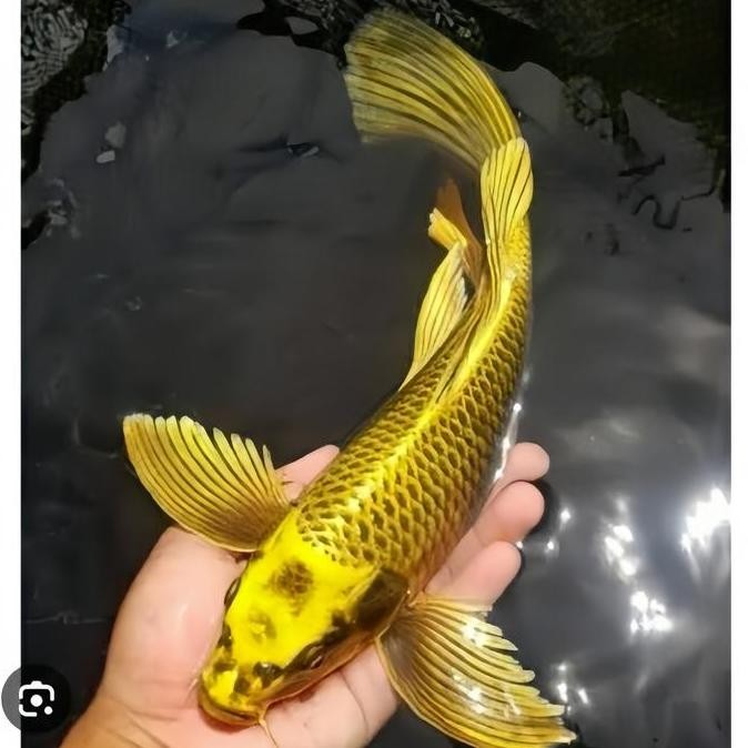 Koi Golden Mukashi 25-30Cm - Koi Blitar Co