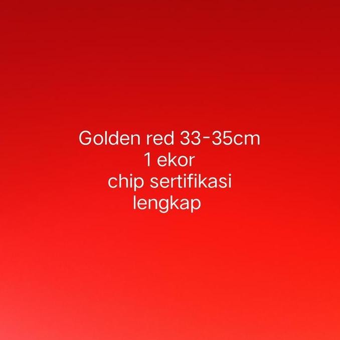 Arwana Golden Red 33-35Cm Chip Sertifikasi Lengkap Co