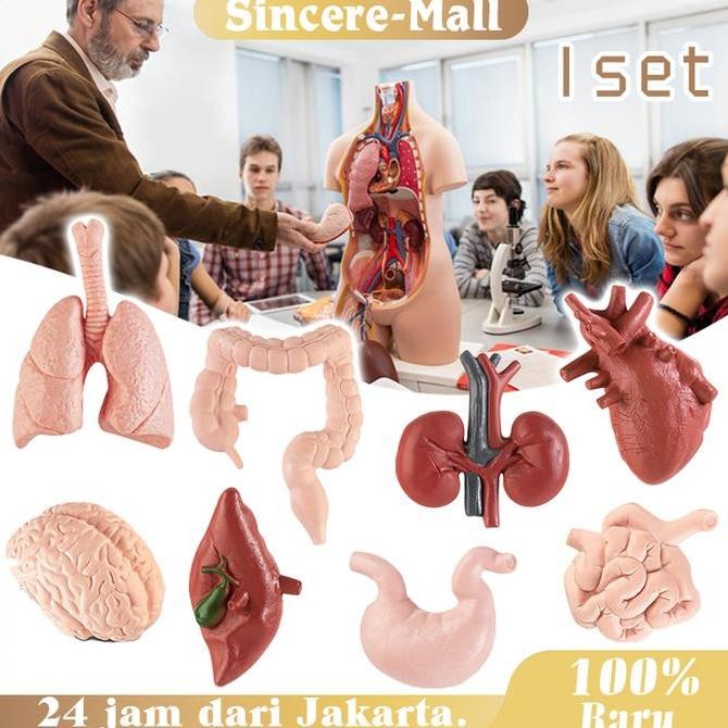 Organ Manusia Mainan Montess Anak Alat Peraga Organ Tubuh Manusia