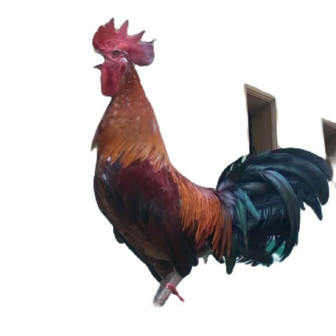 Ayam Ketawa Hias Dewasa Umur 7 Bulan Bulu Bagus Sehat Jinak Untuk Hiasan Pekarangan Rumah Dan Alarm 