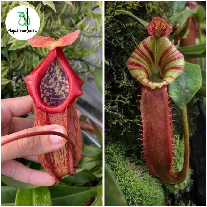 Ready Biji Nepenthes/Kantong Semar