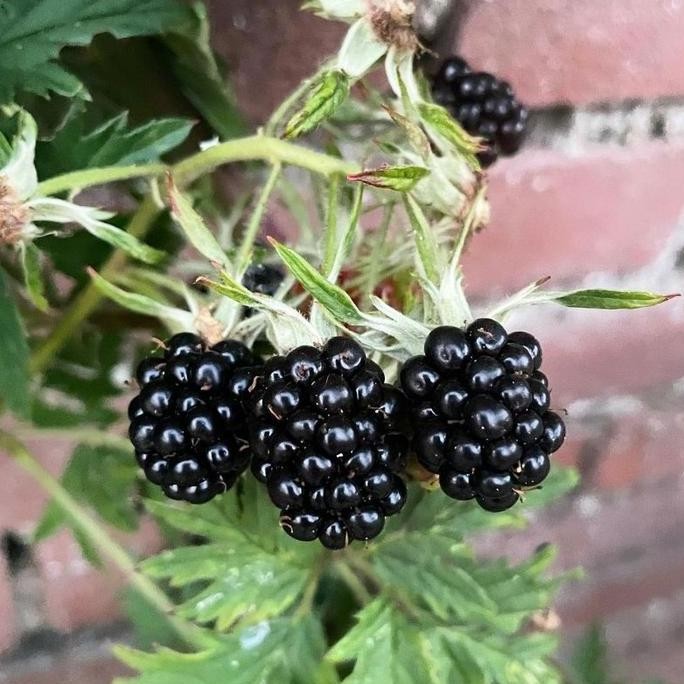 

Ready Tanaman buah Black Berry import sudah berbuah / blackberry / blak beri