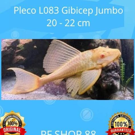 Ikan Hias Sapu Sapu Mentega Pleco L083 Gibicep Jumbo 20 - 22 Cm