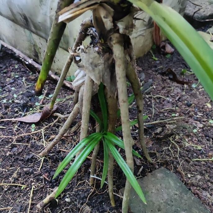 Ready Bibit Pandan Bacang & Lemper - Daun Lebar