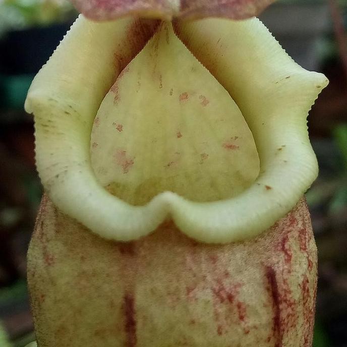 Ready nepenthes boschiana x maxima maluku/kantong semar/nepenthes/karnivora