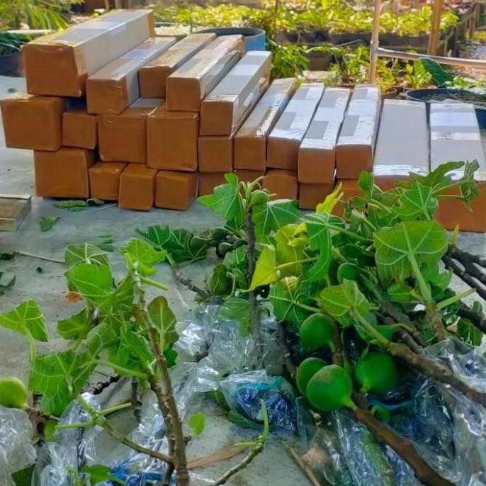 bibit buah tin / pohon Ara kuning jumbo produktif/mudah berbuah BISA COD