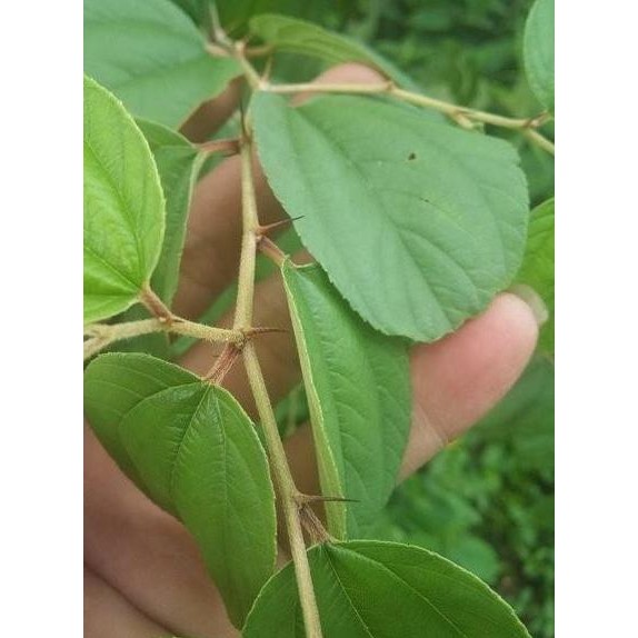 Bibit Pohon Bidara Arab Sh - Tanaman Kayu Dn Buah Herbal SEGAR BISA COD