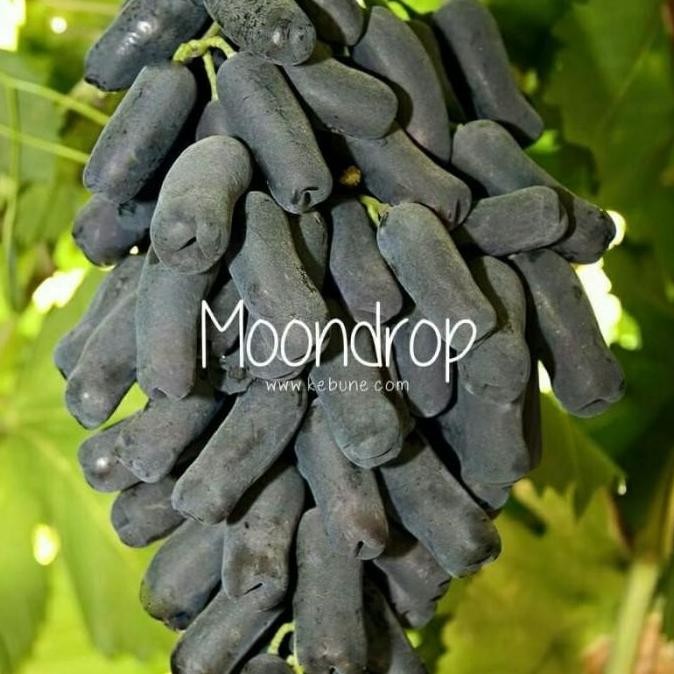 

POHON VIRAL HANCUR Bibit tanaman buah anggur import moondrop BISA COD