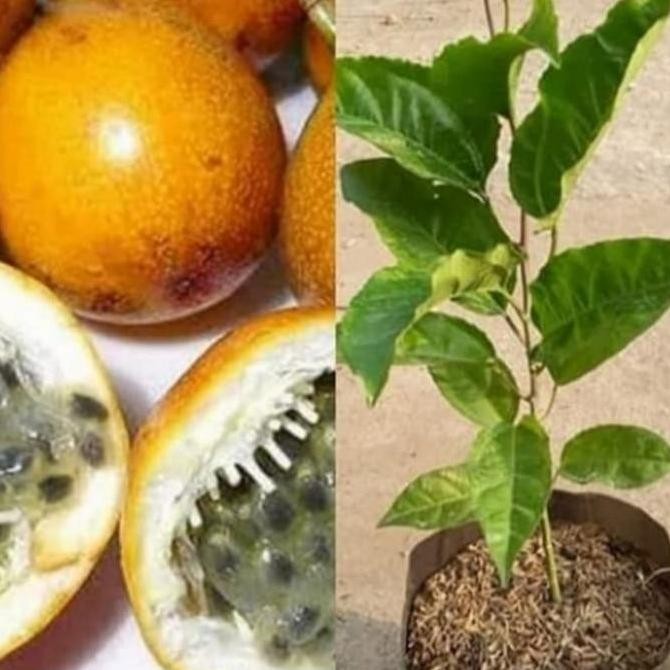 Tanaman buah markisa,bibit tanaman markisa,pohon markisa BISA COD