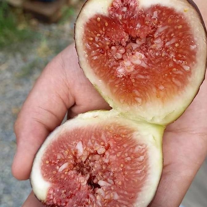 Tanaman hidup Bibit pohon buah tin merah jumbo BISA COD