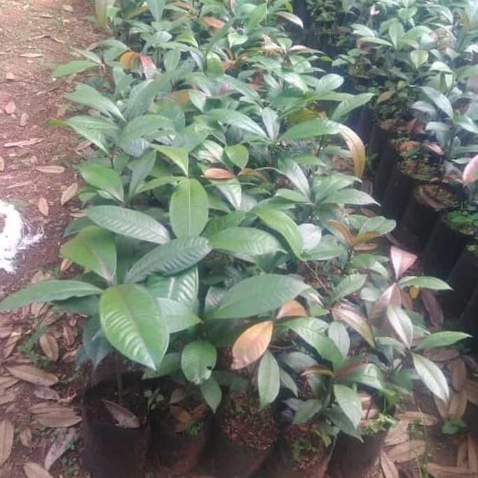 Bibit Pohon Manggis - Buah Manggis Tanaman Manggis Si BISA COD