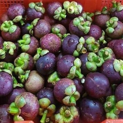 Bibit Pohon Manggis - Buah Manggis Tanaman Manggis Si R Buah BISA COD