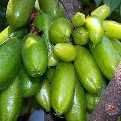 bibit pohon belimbing wuluh-pohon buah belimbing wuluh BISA COD