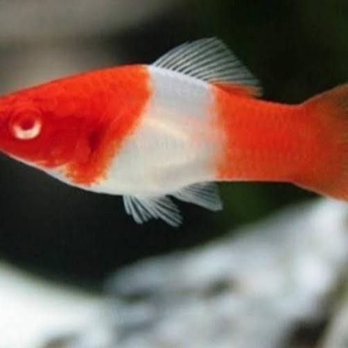 AL IKAN HIAS MOLLY SANTA | IKAN HIAS AQUARIUM | IKAN HIAS AQUASCAPE