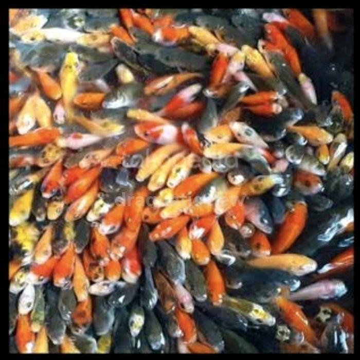 AL Anak ikan mas | pakan ikan predator | ikan Oscar | pakan ikan arwana