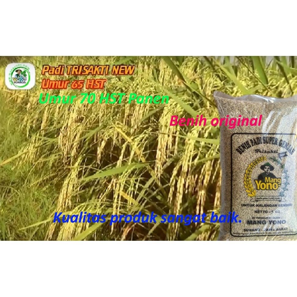5 Kg Benih Padi TRISAKTI NEW 70 hst Cepat Panen, Mudah Perawatan, Tahan Penyakit, Tahan Kekeringan N