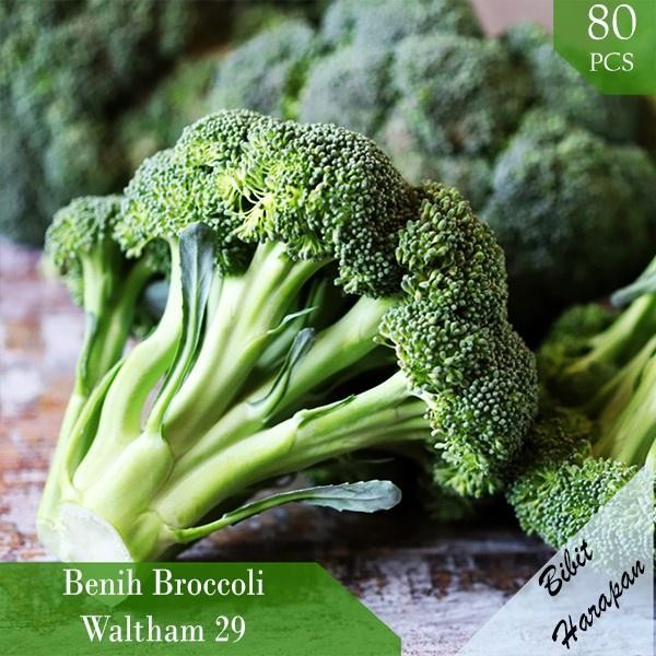 

Benih Bibit Biji Sayur Brokoli Waltham 29 Sayuran Brocooli Brokoli