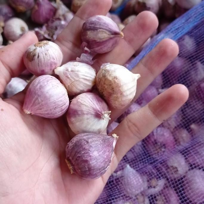 

Diskon! Bawang Putih Lanang 1kg - Bawang Tunggal Herbal Masakan