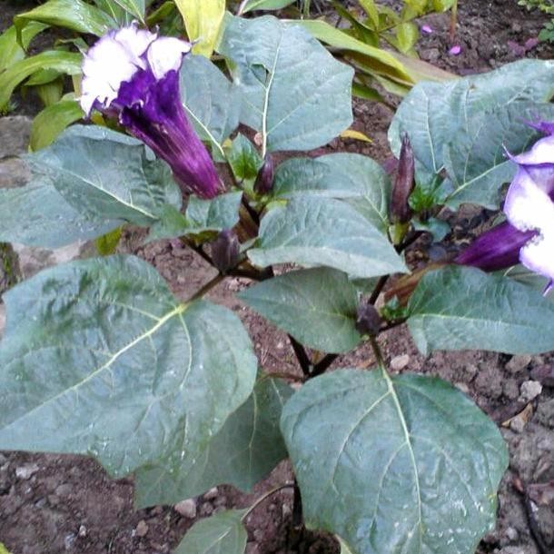 bibit tanaman kecubung ungu ISTIMEWA