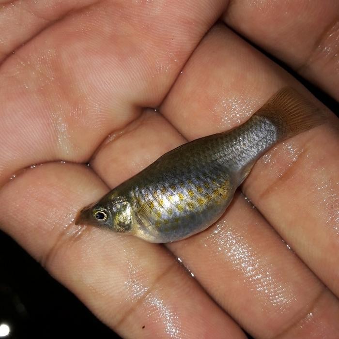 

HF IKAN CERE LAUT BEKU SUPER BIG /500gram