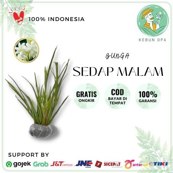 Bibit Tanaman Bunga Sedap Malam Hidup Segar BARANG SUPER