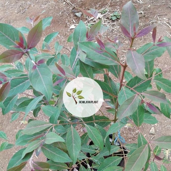 Bibit tanaman eucalyptus - Pohon kayu eucalyptus - Pohon rainbow BARANG SUPER