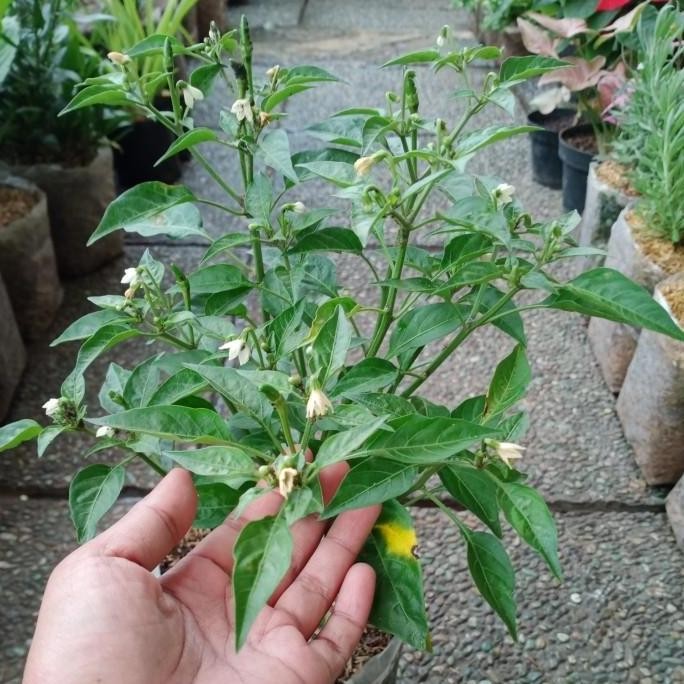 Tanaman Cengek, bibit pohon cengek terbaru