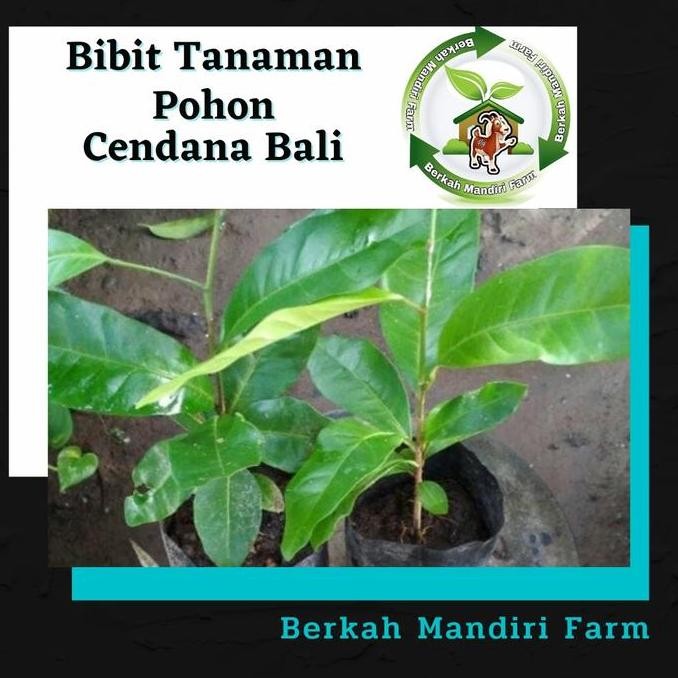 Cendana Bali - Bibit Tanaman Pohon Cendana Bali - Cendana ngi terbaru