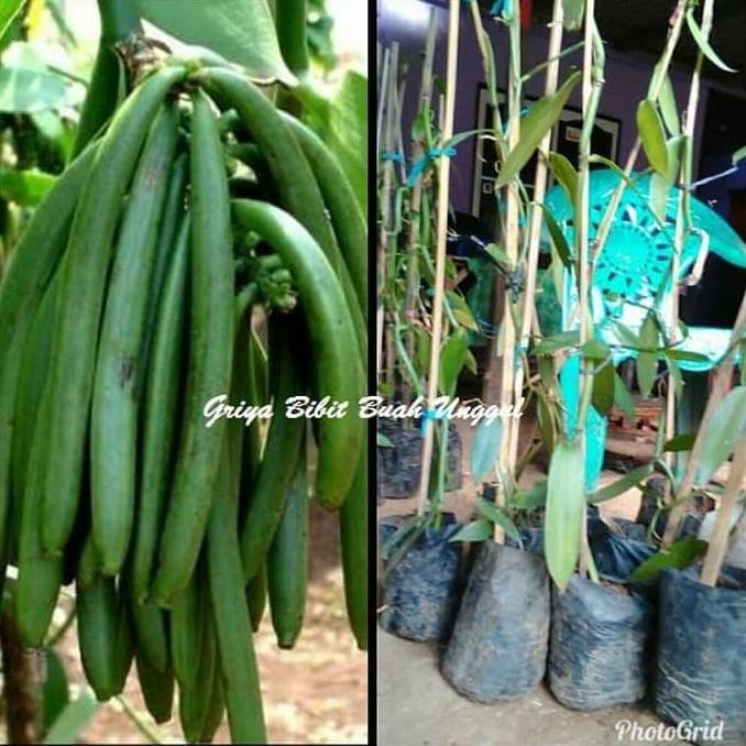 Bibit Tanaman Vanili Unggul Siap Tanam terbaru