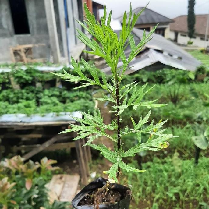 Bibit Artemisia Vulgaris, Mugwort, Tanaman Cina, Tanaman Sudomolo ISTIMEWA