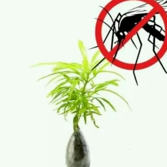 Bibit zodia tanaman zodia ISTIMEWA