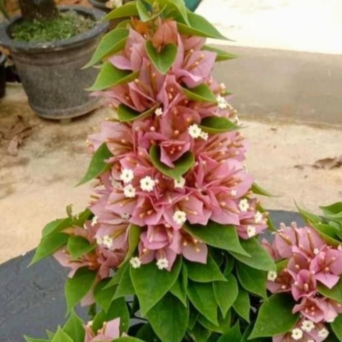 bibit tanaman hias hidup bunga Bougenville mikro Singapore peach ISTIMEWA