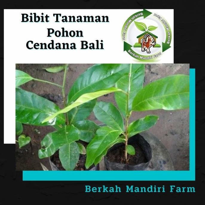 Cendana Bali - Bibit Tanaman Pohon Cendana Bali - Cendana ngi ISTIMEWA