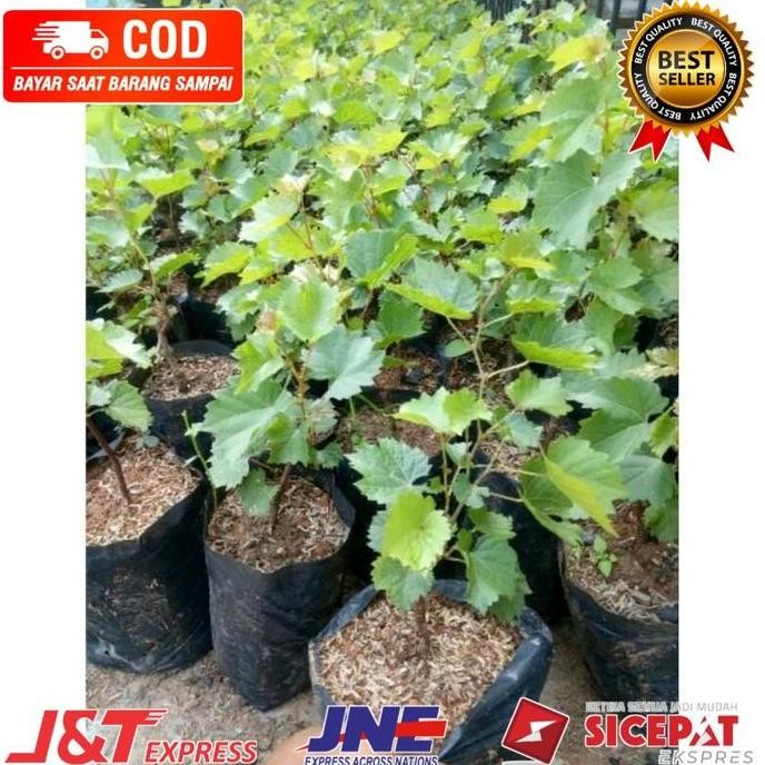 Bibit tanaman buah anggur moondrop BARANG SUPER