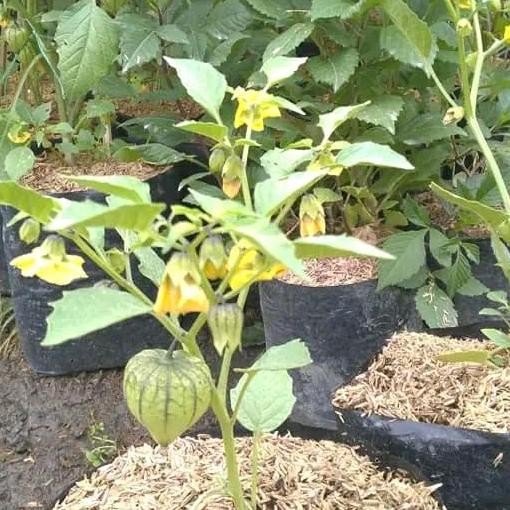 pohon ceplukan bibit tanaman - tanaman ciplukan herbal ISTIMEWA