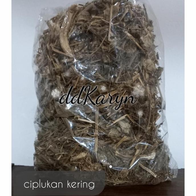 

Diskon! Daun Ciplukan Kering 1Kg - Daun Cecendet Kering Herbal Alami Premium