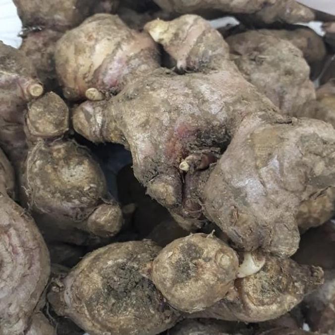 

Diskon! Jahe Merah Segar 1Kg Fresh Red Ginger Zingiber Bar Rubrum