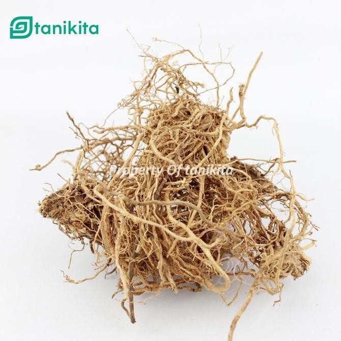 

Diskon! Akar Wangi Kering Asli 1Kg Taraxacum Herbal