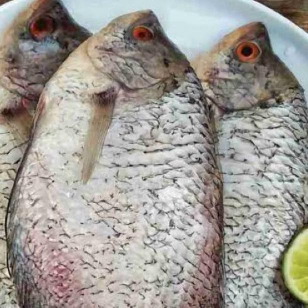 

Ikan gurame bersih utuhan kurang lebih 1 kilo isi 2 atau 3 ekor aSt