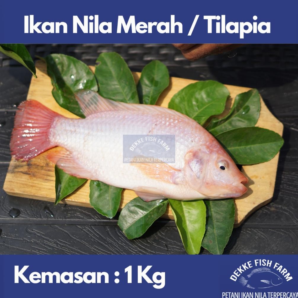 

Ikan Nila Merah Segar / Fresh Red Tilapia 1 kg ( Gratis dibersihkan ) aSt