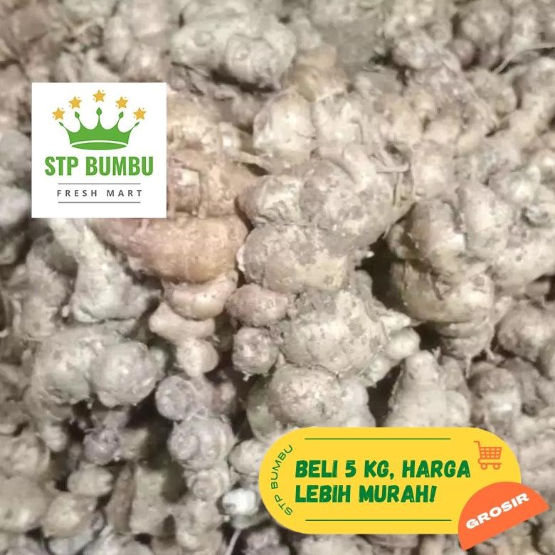 

Kencur Segar Super Besar 1kg aSt