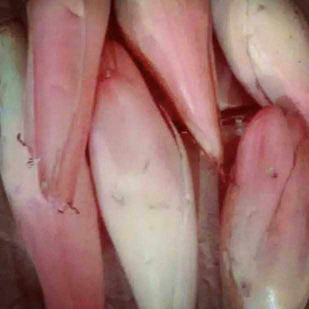 

Kecombrang/Kincung 500 gr aSt