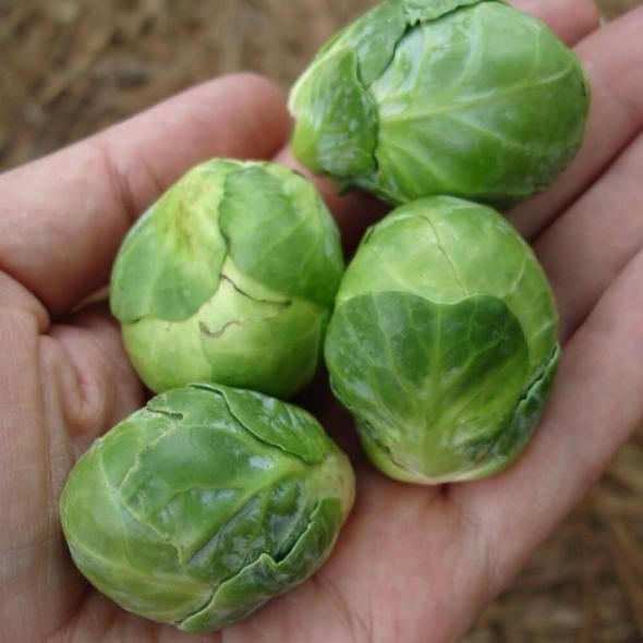 Benih Bibit Sayur Kol / Kubis Kecil Mini - Brussel Sprouts Isi 15 Biji