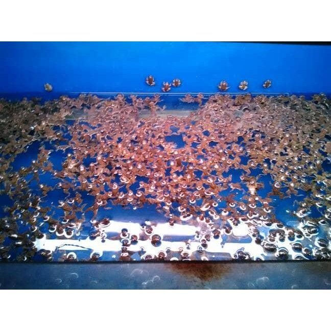 ATS kodok air pakan ikan arwana