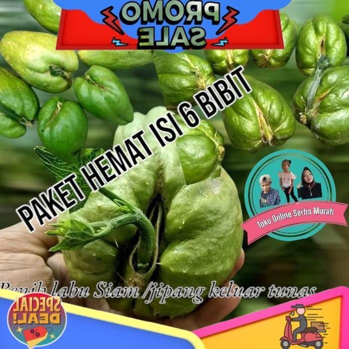 

Cuci Gudang Paket Hemat Isi 6 Bibit Labu Siam Keluar Tunas
