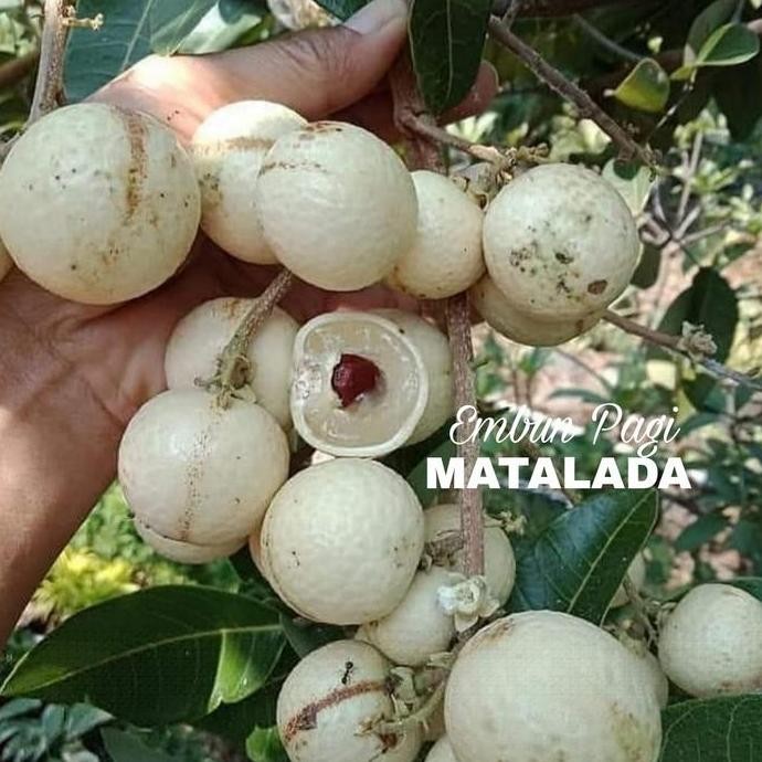 Bibit Buah Kelengkeng Matalada pernah berbuah batang besar PREMIUM