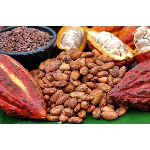 Biji Bibit Tanaman Buah Kakao Coklat Hibrida Super /10 PREMIUM