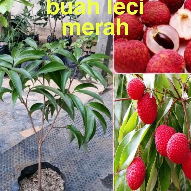bibit buah leci merah bibit leci merah bibit tanaman leci merah PREMIUM