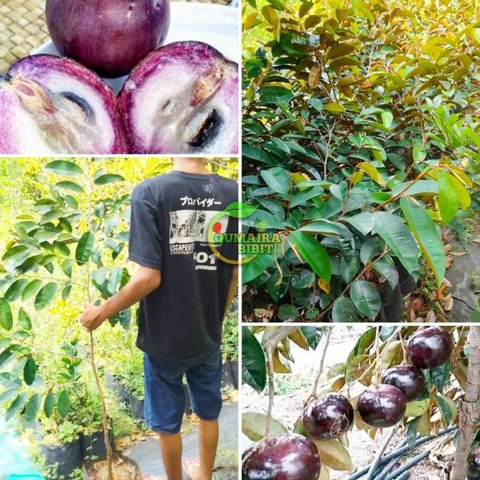 BIBIT BUAH KENITU UNGU TINGGI 1 METER UP PREMIUM