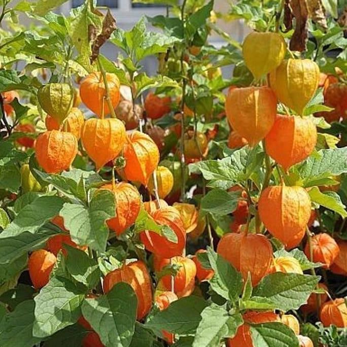 PREMIUM TEERCAYAA SS Bibit Biji Buah Ciplukan Kuning Jumbo - Bibit